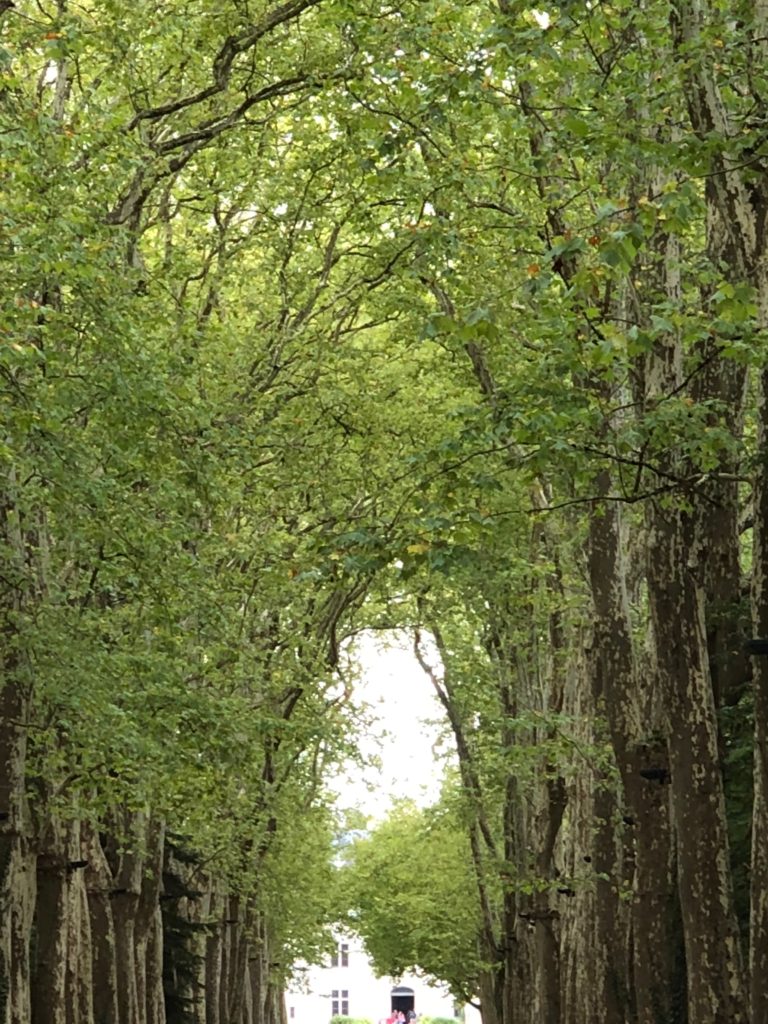 Trees create a dramatic entrance to Chateau de Chenonceau,